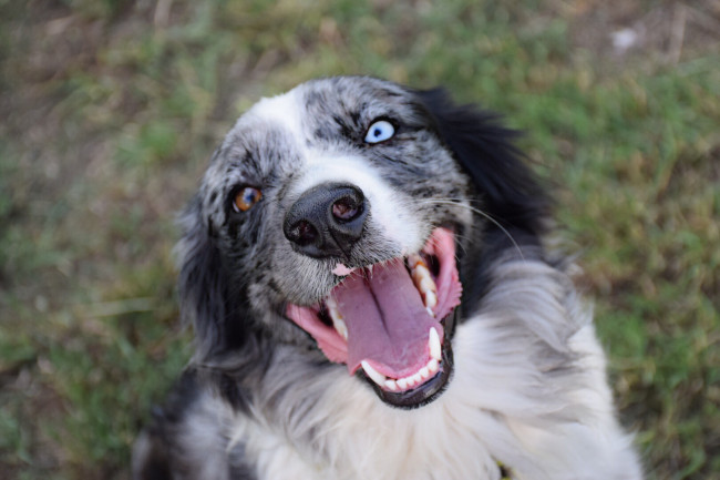 This is Paisley. She is a mini Aussie and very lovable. She loves to go to the farm and run in the field. She also likes to ride in the gator! 