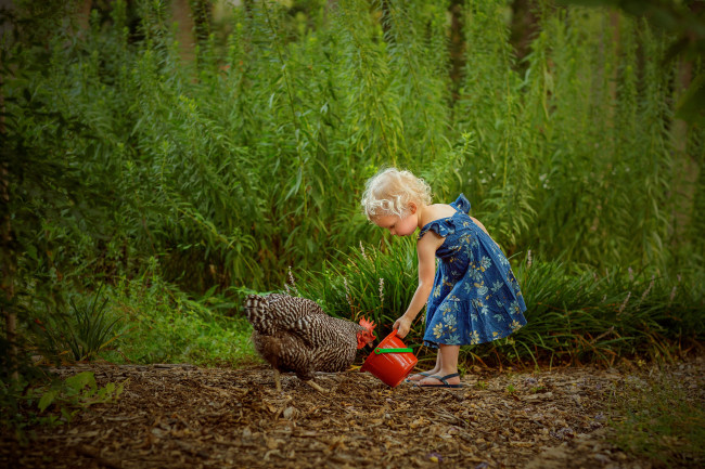 Sophie feeding the backyard chickens