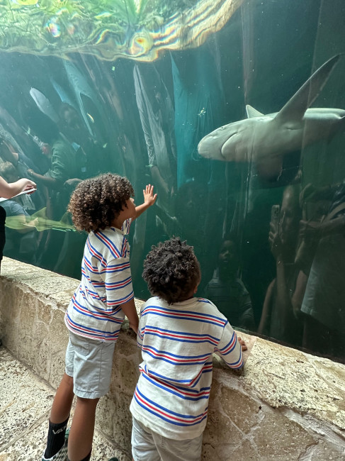 Visiting the Dallas Aquarium – the boys liked the shark tunnel best!